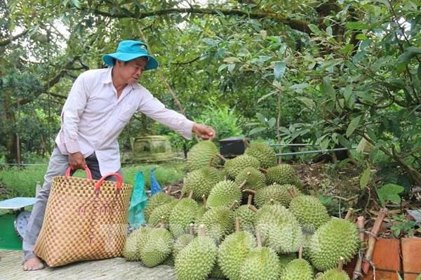 Giá sầu riêng ở Tiền Giang tăng cao gần gấp ba lần