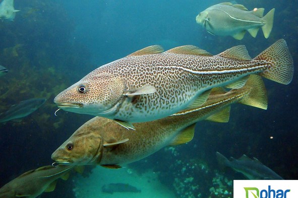 Tranh cãi về bảo vệ các loài thủy sinh có nguy cơ tuyệt chủng tại Canada