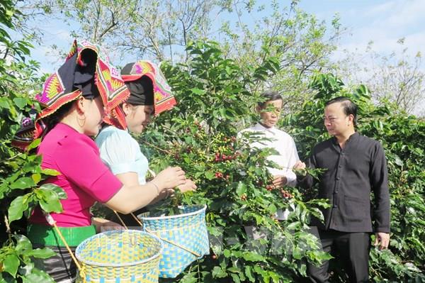 Nâng tầm thương hiệu cà phê Sơn La