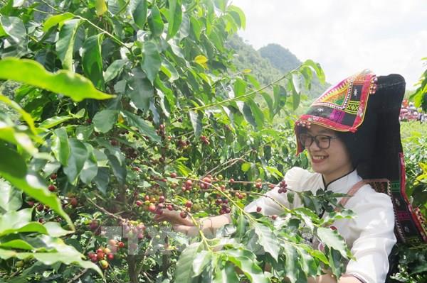 東南アジアの農場からコーヒーまでの「持続可能な」旅