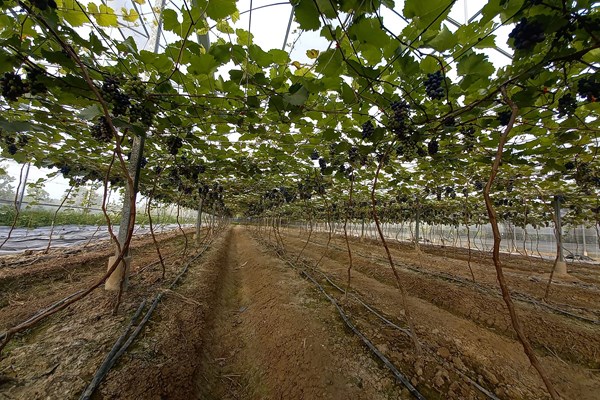 Bắc Ninh sẽ sáp nhập các hợp tác xã nông nghiệp kém hiệu quả