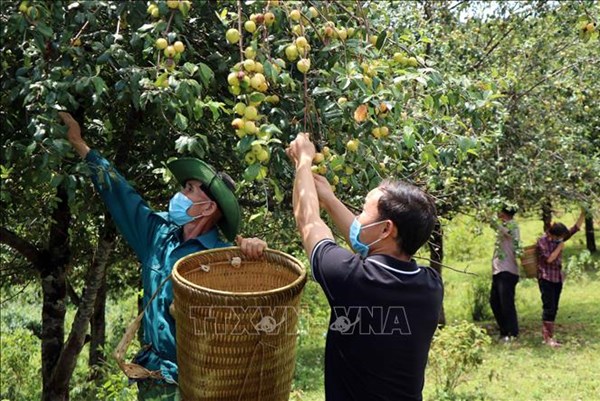 Thuần hóa củ, quả rừng thành sản phẩm OCOP