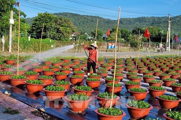 Bà Rịa-Vũng Tàu tăng diện tích trồng hoa phục vụ thị trường Tết