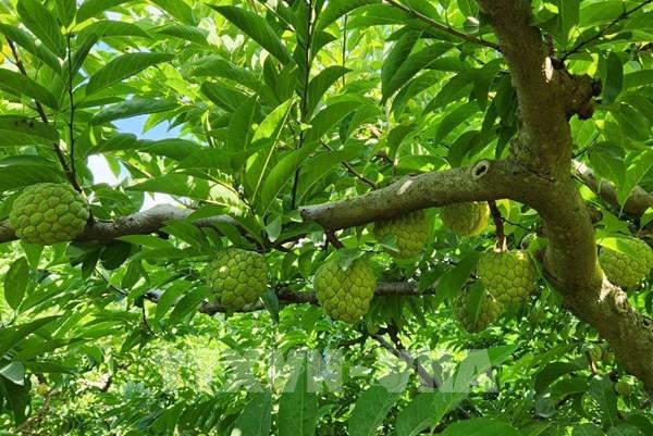 Sơn La nâng thương hiệu na Mai Sơn