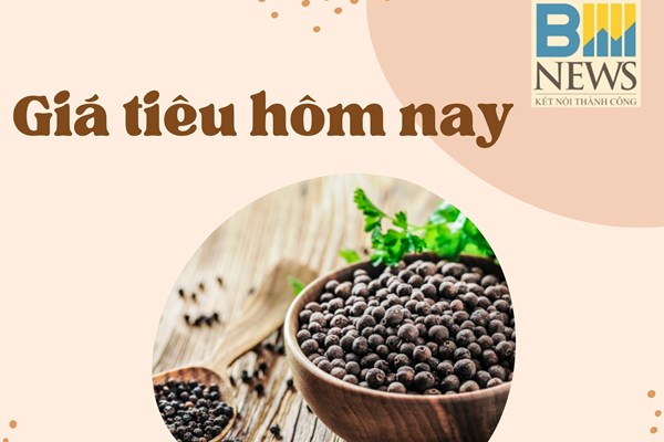 Giá tiêu ngày 12/10: Đi ngang hay quay đầu giảm?