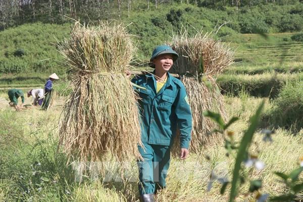 “Mùa vàng” thắm tình quân dân nơi vùng cao biên giới Mường Pồn