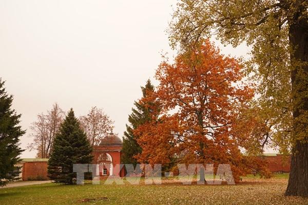 Sắc thu vàng trên Cánh đồng Borodino