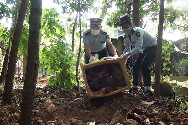 Ngăn chặn phương tiện vận chuyển sản phẩm động vật không rõ nguồn gốc