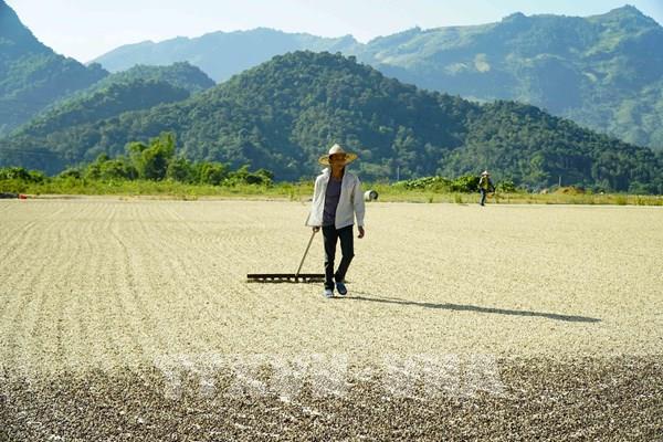 Mùa thu hoạch cà phê ở thung lũng Mường Khoe