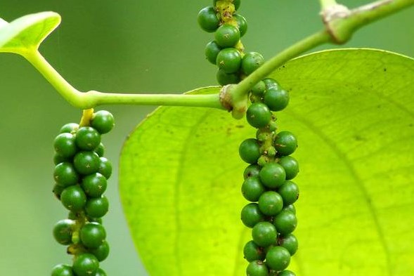 Giá tiêu hôm nay 25/10: Điều chỉnh giảm nhẹ