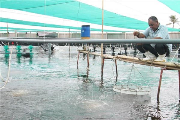 Bến Tre mở rộng diện tích nuôi tôm công nghệ cao