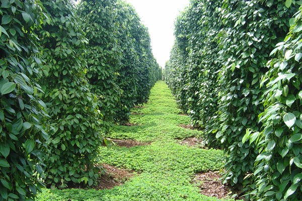 Giá tiêu hôm nay 26/10 đi ngang sau phiên điều chỉnh giảm