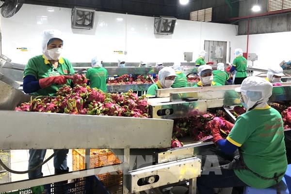 Giám sát, kiểm tra doanh nghiệp xuất khẩu nông sản sang Trung Quốc