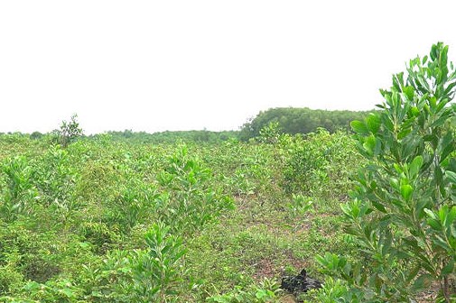 Một công ty thuộc FLC bị yêu cầu chấm dứt dự án nông nghiệp chậm tiến độ