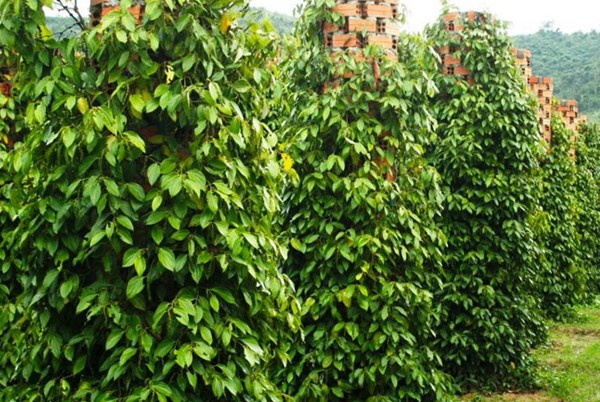 Giá tiêu hôm nay 27/10: Giá thu mua lần nữa chững lại