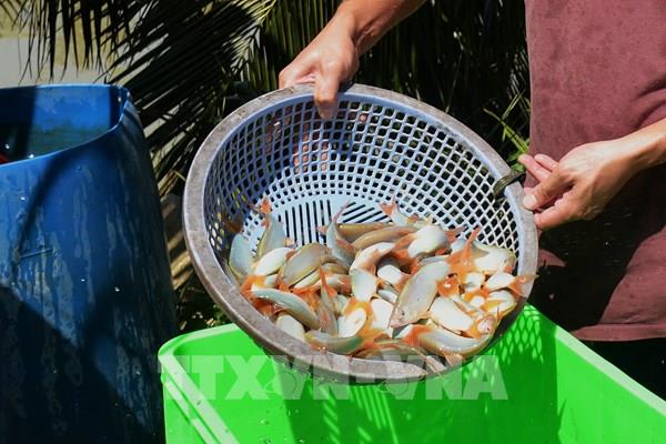 Nuôi cá chạch lấu kết hợp với cá heo đuôi đỏ