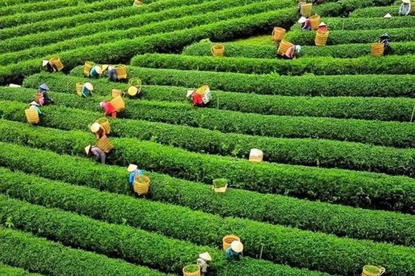 Xử phạt 3 cá nhân dàn dựng clip thu phí “săn mây” ở đồi chè Đà Lạt