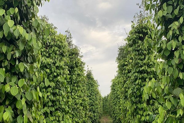 Giá tiêu hôm nay 30/10 đi ngang