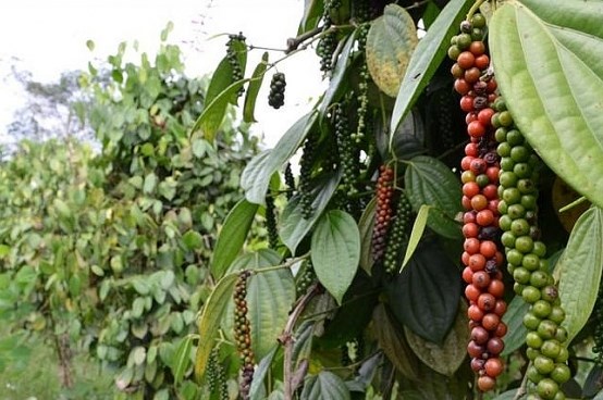 Giá tiêu 31/10 tiếp tục ổn đỉnh ở các vùng trọng điểm?