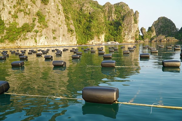 Phát triển bền vững nuôi biển: * Bài 1: Nhân rộng mô hình kinh tế xanh