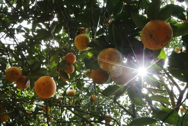 Giữ vững thương hiệu cam Cao Phong Hòa Bình