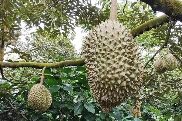 Phát triển bền vững thế mạnh cây sầu riêng