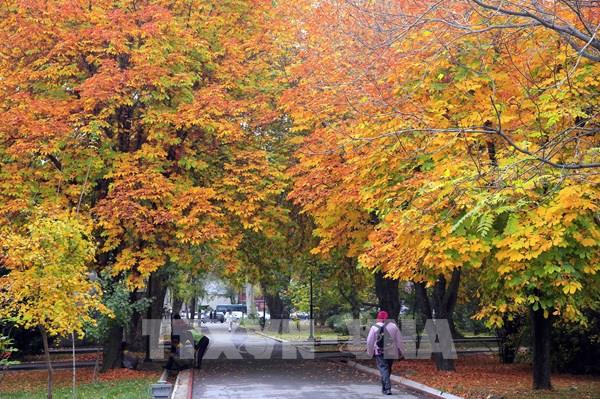 Thế giới trong mùa thu vàng