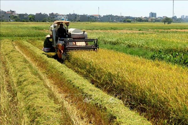 Thái Bình: Khẩn trương thu hoạch lúa, rau màu trước diễn biến phức tạp của bão số 7