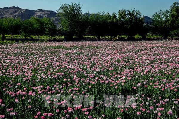 Báo động diện tích trồng cây thuốc phiện tại Afghanistan tăng mạnh