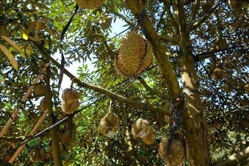 Khánh Hòa liên kết sản xuất, tiêu thụ sầu riêng cho huyện miền núi Khánh Sơn