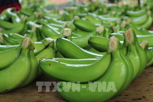 Tận dụng hiệu quả các FTA để đẩy mạnh xuất khẩu rau quả