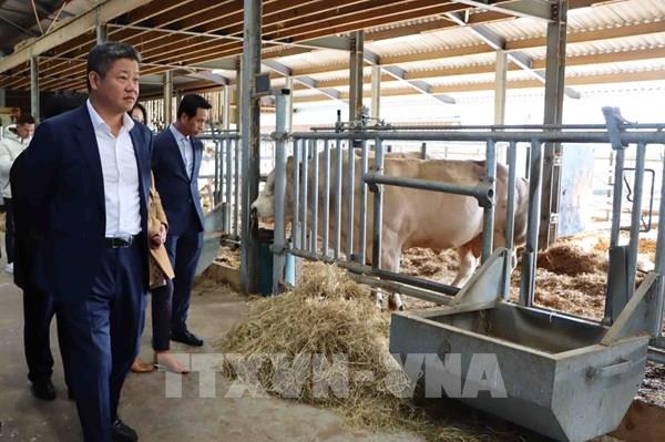 Hà Nội tăng cường hợp tác với vùng Wallonia (Bỉ) để phát triển giống bò 3B