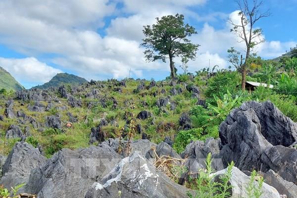Vẻ đẹp hoang sơ trên miền cao nguyên đá Tủa Chùa (Điện Biên)
