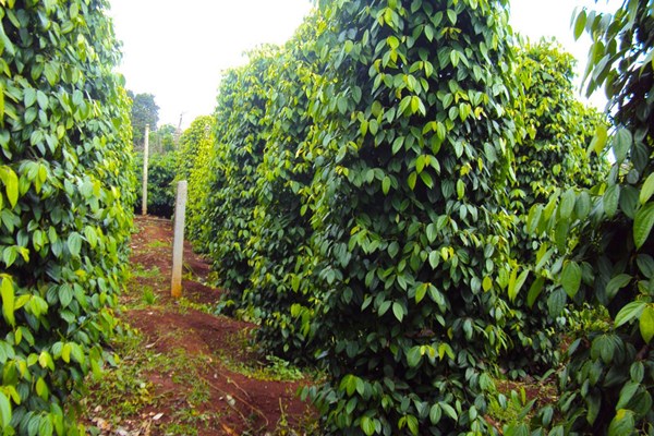 Giá tiêu hôm nay 5/11 vẫn tiếp tục đi ngang