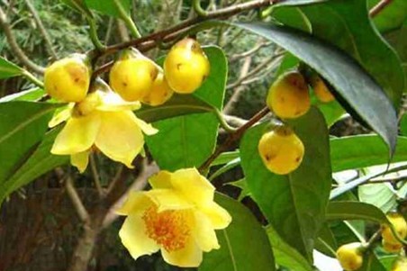 Cách làm mới giúp nông dân Ba Chẽ làm giàu 