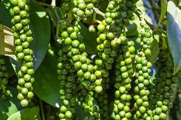 Giá tiêu hôm nay 6/11: Giá thu mua chưa có biến động