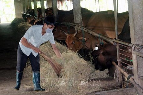Kinh tế tuần hoàn trong ngành chăn nuôi: Cơ hội và thách thức