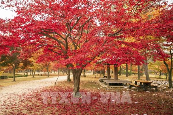 Vẻ đẹp trữ tình và thơ mộng của đảo Nami (Hàn Quốc) khi vào Thu