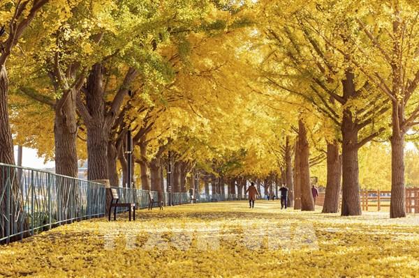 Con đường mùa Thu ở Xứ sở Kim Chi