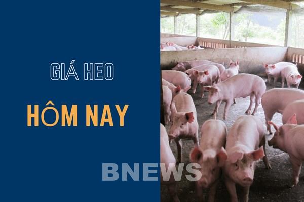 Giá heo hơi hôm nay 11/11: Điều chỉnh tăng nhẹ ở một số địa phương