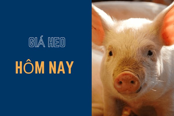 Giá heo hơi hôm nay 12/11 quay đầu giảm cao nhất 2.000 đồng/kg
