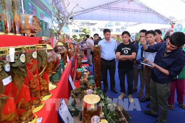 Xúc tiến đầu tư phát triển sâm Lai Châu