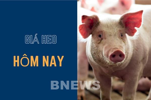 Giá heo hơi hôm nay 13/11 đi ngang cả 3 miền