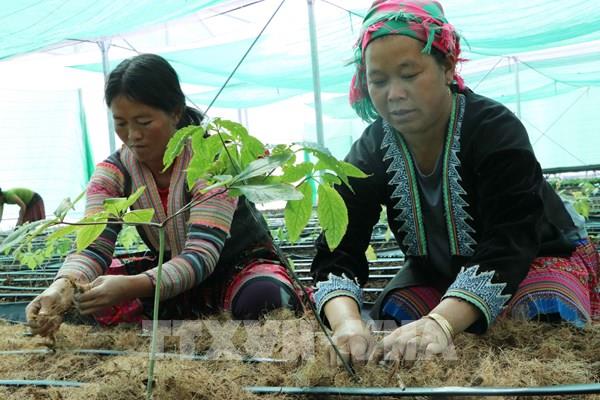 Thoát nghèo từ cây dược liệu
