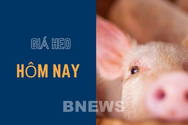 Giá heo hơi hôm nay 14/11: Lặng sóng ngay ngày đầu tuần