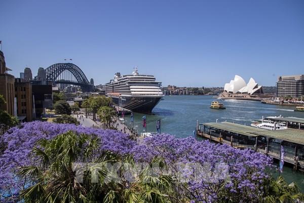 Mùa hoa phượng tím ở Australia