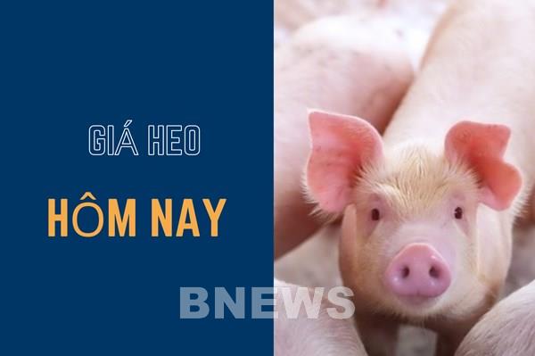 Giá heo hơi hôm nay 15/11: Giảm cao nhất 3.000 đồng/kg