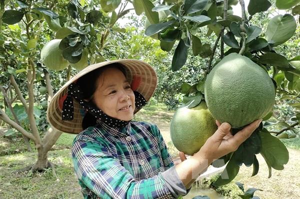 Lưu ý khi xuất khẩu chanh, bưởi của Việt Nam sang New Zealand