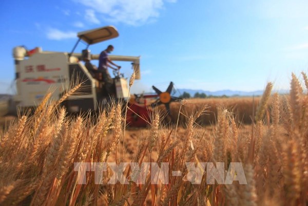 Làm thế nào để giải quyết cuộc khủng hoảng lúa gạo toàn cầu?