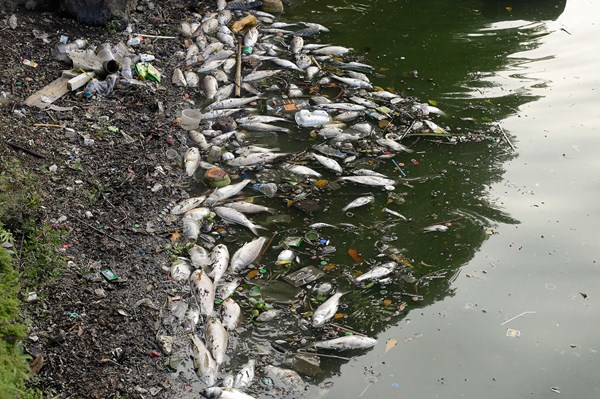 Lại xuất hiện cá chết nổi tại hồ Tây